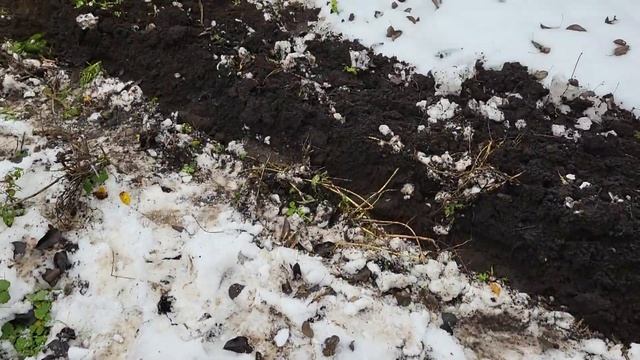 Плуг "ВРМЗ" на мотоблок Krotof, первая вспашка смотреть онлайн