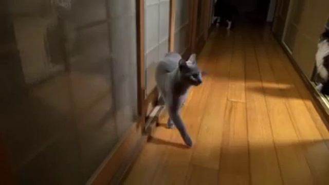 Дятел кот смотреть онлайн