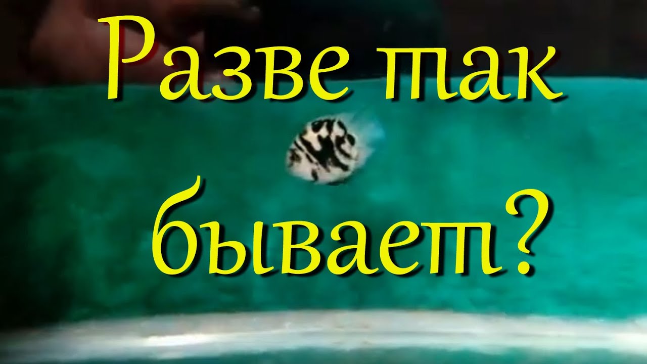 Пара маленьких сапфировых попугаев вывела мальков смотреть онлайн