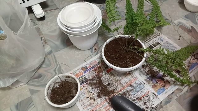 Комнатные Растения. Пересадка Папоротников Дассады и Асплениума смотреть онлайн