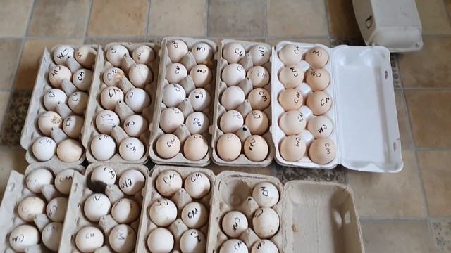 яйцо Сибирской Мохноножки. Закладка в инкубатор смотреть онлайн