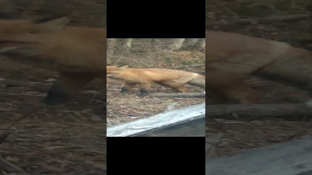 смелая лиса