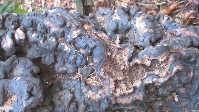 How to start Arbutus Trees from berries. смотреть онлайн