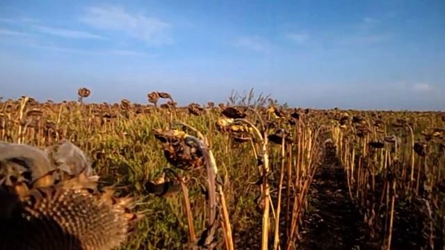 САМВЕЛ АДАМЯН ОБМАТ%РИЛ МАТЬ. НАДЯ ОТКАЗАЛАСЬ СТАНОВИТСЯ НА ВЕСЫ.КОЛЯ ИДЕТ В МЕДАКАДЕМИЮ