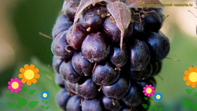 Ежемалина гибридная. Краткий обзор, описание характеристик Rubus Subgenus Бойсенберри