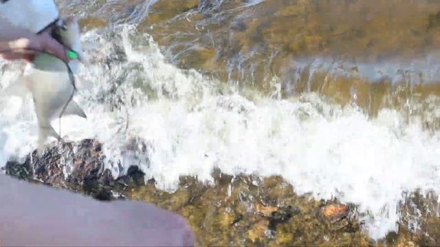 Лещ идет на нерест. Рыбалка в Верхней Сысерти. смотреть онлайн