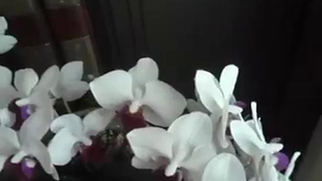 Phalaenopsis Orchid: phalaenopsiscare.net смотреть онлайн