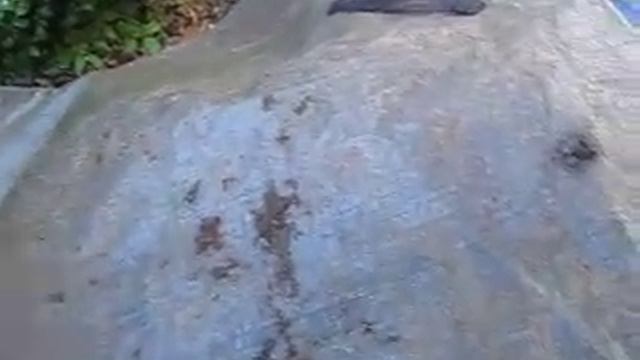 Что покраснело у Слимака ? смотреть онлайн
