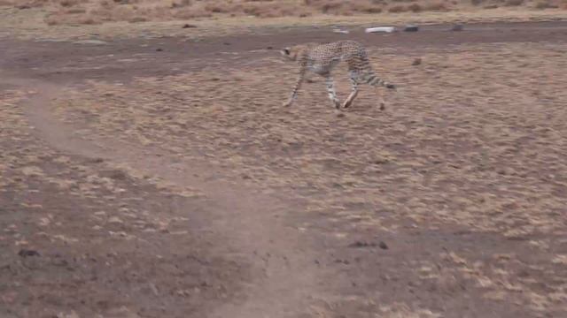 Faszinierende Gepardenjagd in der Wildnis von Kenia - Tsavo West hautnah erleben! #gepard смотреть онлайн