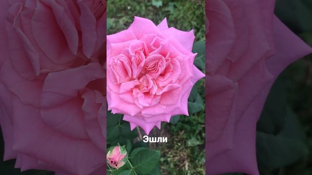 Роза «Эшли»- один из любимых сортов роз?Каталог rozi-yulii.ru?#саженцыроз #розы смотреть онлайн