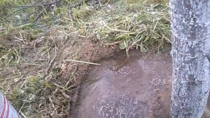 Лечим засыхающую черешню. Если не пойдет переведем на обратный рост.