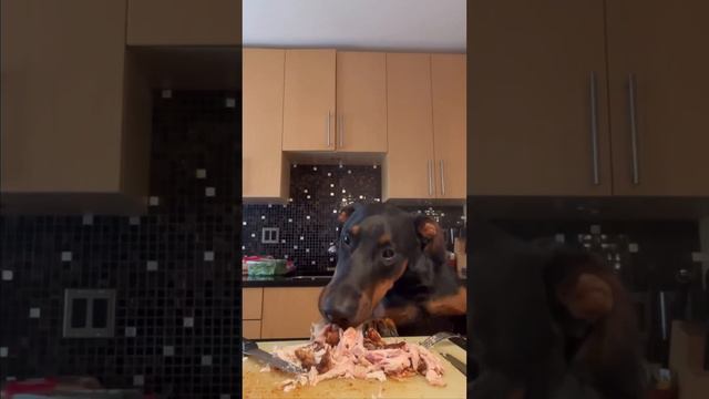 What is Owning a Doberman Really Like? смотреть онлайн