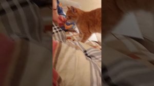 Песенка "Не Кот, а просто скот!"