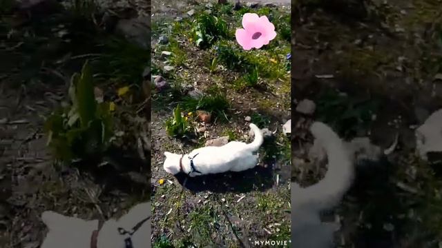 Кот это средство передвижения. смотреть онлайн