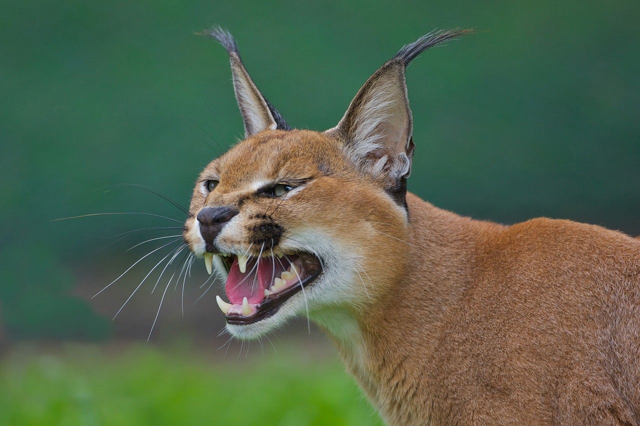 Степная рысь - Каракал! Хищное и экзотическое животное! смотреть онлайн