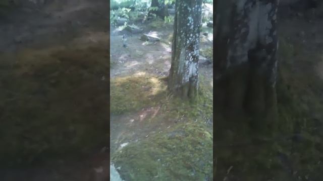 Военное кладбище в Дубае