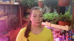 Калибрахоа, Все познается в сравнении. Как быстро избавится от хлороза?