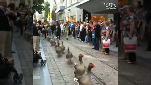 Тулузские гуси, Европа. смотреть онлайн