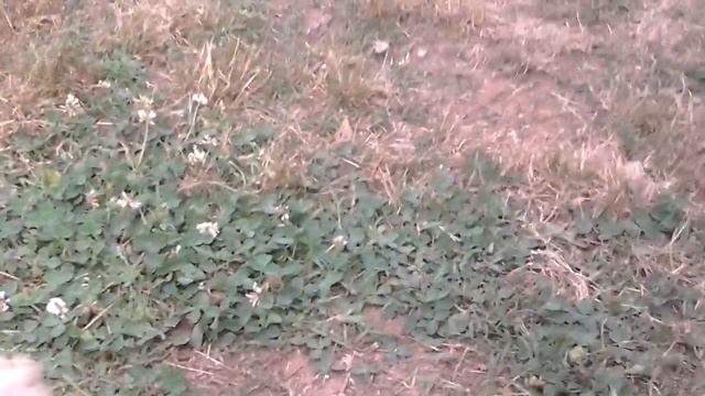 The Champion Horse Race смотреть онлайн