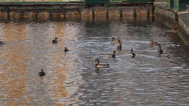 TEST 4K SONY FDR AX100E (Петергоф) смотреть онлайн