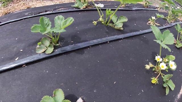 Флоренс, почему поздняя клубника созревает раньше ранней? смотреть онлайн