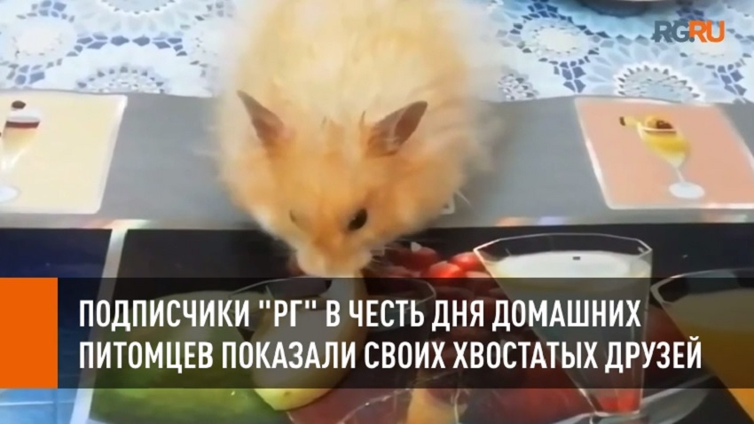 Подписчики 