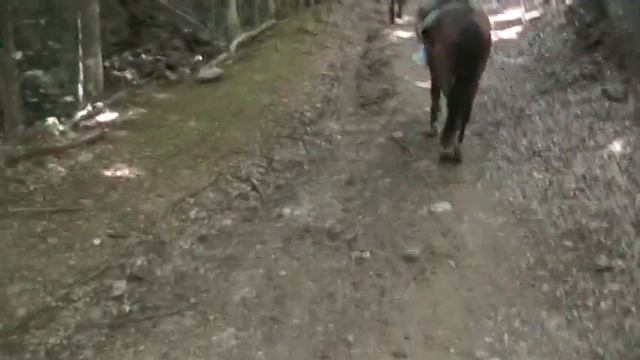 Поездка на лошади. смотреть онлайн