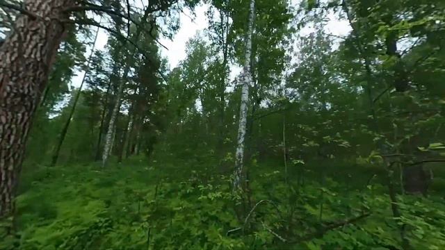 Свежий воздух в лесу смотреть онлайн