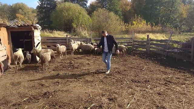 Добрый пастырь Жмэн) смотреть онлайн