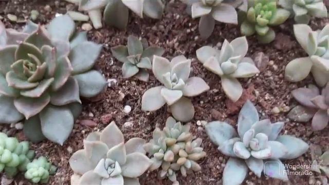 Sukulent bebeklerim🤩 yapraktan sukulent çoğaltma nasıl yapıyorum?#succulent смотреть онлайн
