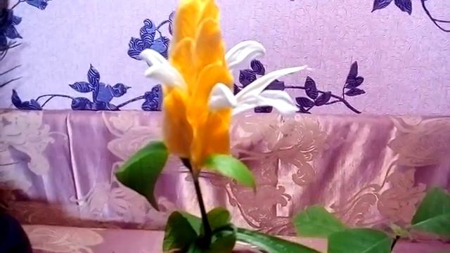 Пахистахис - комнатное растение, уход и размножение смотреть онлайн