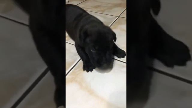 Кане Корсо от 1 месяца до года. #канекорсо #animals #canecorso смотреть онлайн