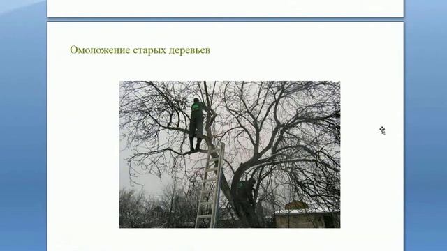 Снижение кроны, омоложение яблони. Омоложение старых деревьев. Вебинар Обрезка деревьев от А до Я. смотреть онлайн