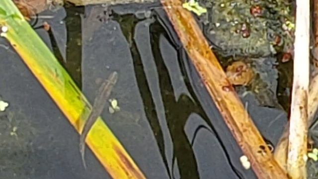 Открытие сезона спиннинга, река Липка смотреть онлайн