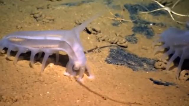 Удивительные создания: морские свиньи ♡ Amazing Creatures: Sea Pigs