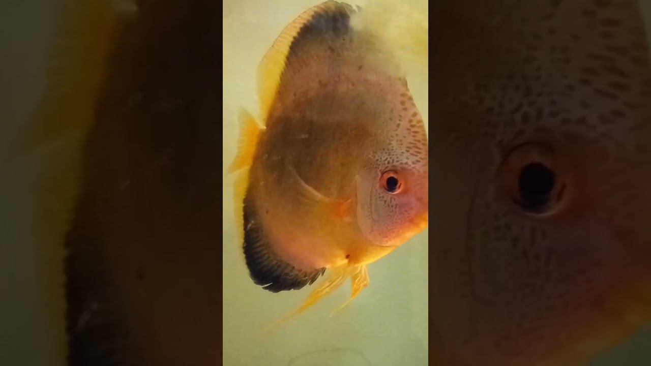 Кобальты с малышами #fish #дискусы #discus #aquarium смотреть онлайн