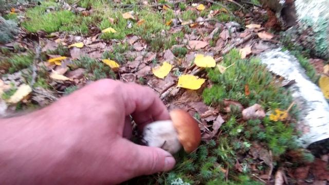 Белые на лесной дороге, продолжение. смотреть онлайн