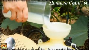 Желтеют листья огурцов Всё исправила в момент Вот теперь урожай девать некуда Средство от пожелтени