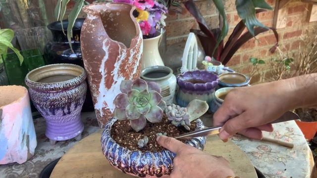 Succulents Arrangement Purple Delight Repotting in Glazed Pot смотреть онлайн