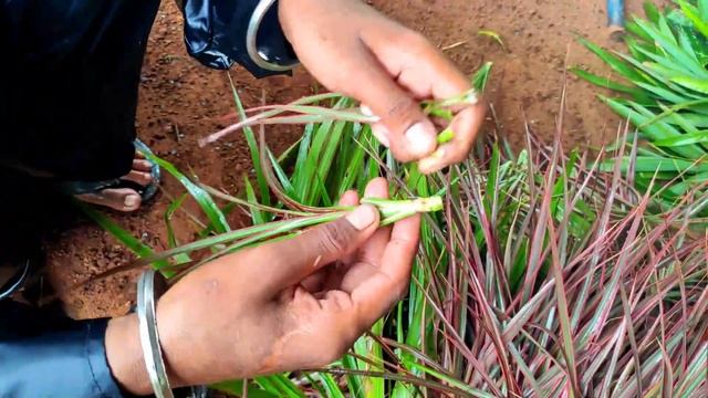 How To Propagate Dracaena Marginata'tricolour'(Dragon Tree) From Cuttings|ड्रेसीना कोलोरमा
