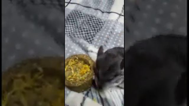 открываем сено для шиншилл? смотреть онлайн