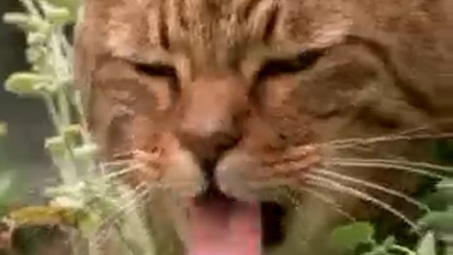 Gatos drogados con Nepeta Cataria смотреть онлайн