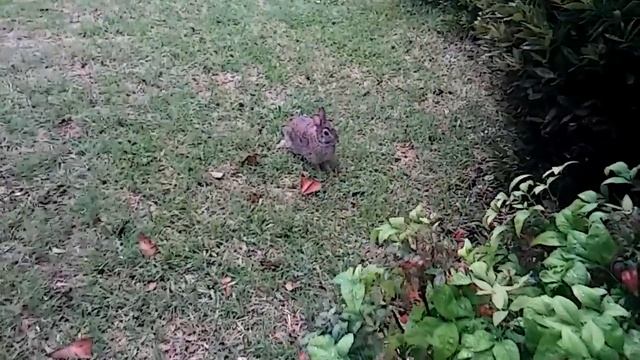 храбрый заяц