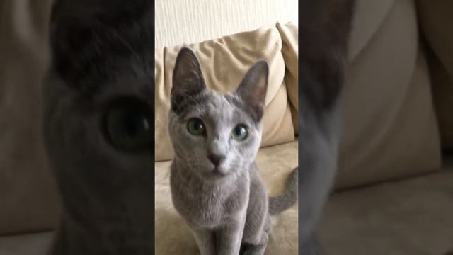 Питомник русских голубых кошек Ruzara русские голубые котята смотреть онлайн
