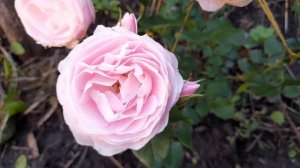 Роза ХАНС ГОНЕВЕЙН  Hans Gonewein Rose. Первое цветение!