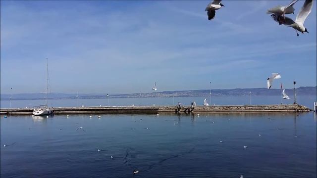 Gulls of Evian смотреть онлайн
