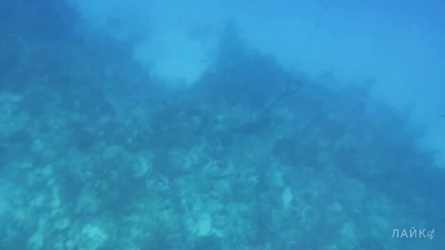 Чудом выжил после нападения агрессивной акулы-людоеда Они нападают если пустить .mp4 смотреть онлайн