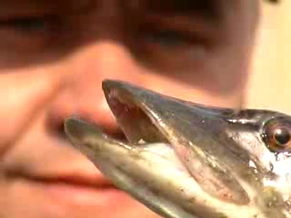 Ловля щуки на кружки смотреть онлайн