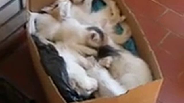 Basket of Sleeping Kittens React Quickly to Sounds of Food - Vide смотреть онлайн