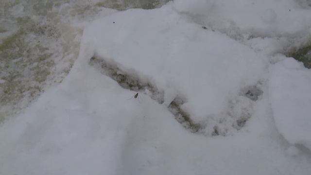 Насекомые зимой не спят. смотреть онлайн